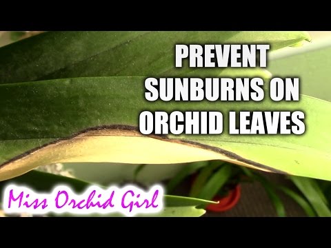 What are sunburns on orchid leaves and how to prevent them Video