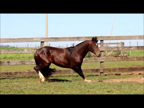 Comandante II do Itapororó