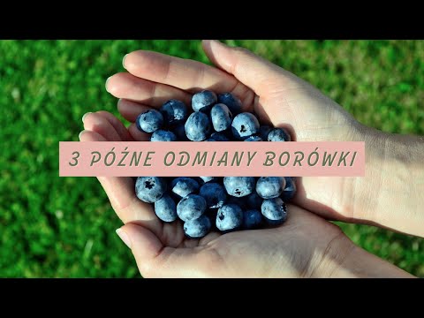 Najlepsze 3 późne odmiany Borówki Amerykańskiej