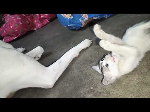 Funniest Cat & Dog Video 🐈🐈🐕🐕||Funny Animal Videos😻😻🐈🐈🐕🐕 #catlover #doglover