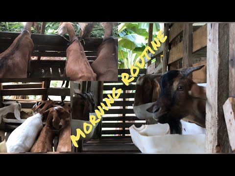 How I Feed My Goats/Early Morning Feeding Routine #boer #native #graded