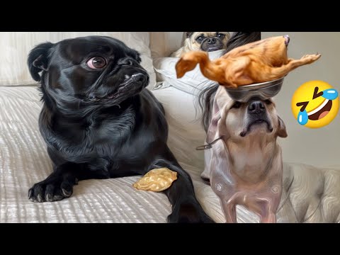 Funniest Cats And Dogs Videos 😁   funny Animals moments  🥰