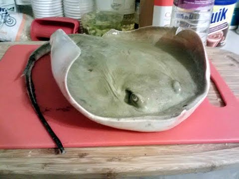 download lagu mp3 mp4 Can You Eat Stingray, download lagu Can You Eat Stingray gratis, unduh video klip Can You Eat Stingray