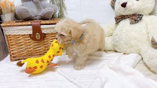 ハーフ犬の動画01