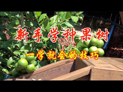 果樹學