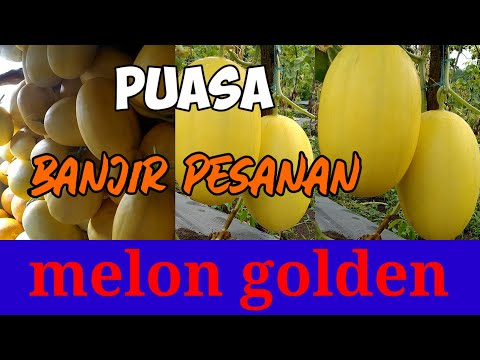 Panen Melon apolo / melon golden di bulan puasa