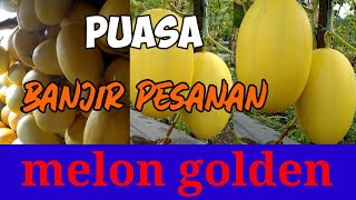 Download lagu Panen Melon apolo / melon golden di bulan puasa mp3