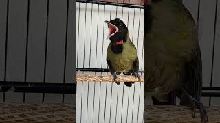 Download lagu teriakan pagi si T-rex #endemikindonesia #kicaumania #samyong #flores #burunglangka mp3