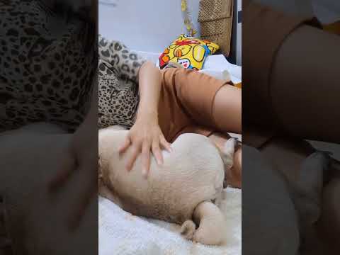 #funnydog #doglovers #doglove #lovelydog #mypug #pets