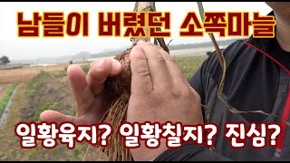 수확한 마늘 대부분이 일황육지 일황칠지??? 이게 사실이야? 뿌리관리! 병 관리!! 비대 관리 남다른 1년차…