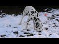 Dalmatian puppy for sale