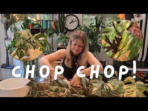 ✂️ Chopping my BIG Monstera Albo ✂️ Water Propagation & Moss Pole Chaos 😬