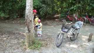 preview picture of video 'Wild pigs (wild boars) scramble for food in Pulau Ubin'