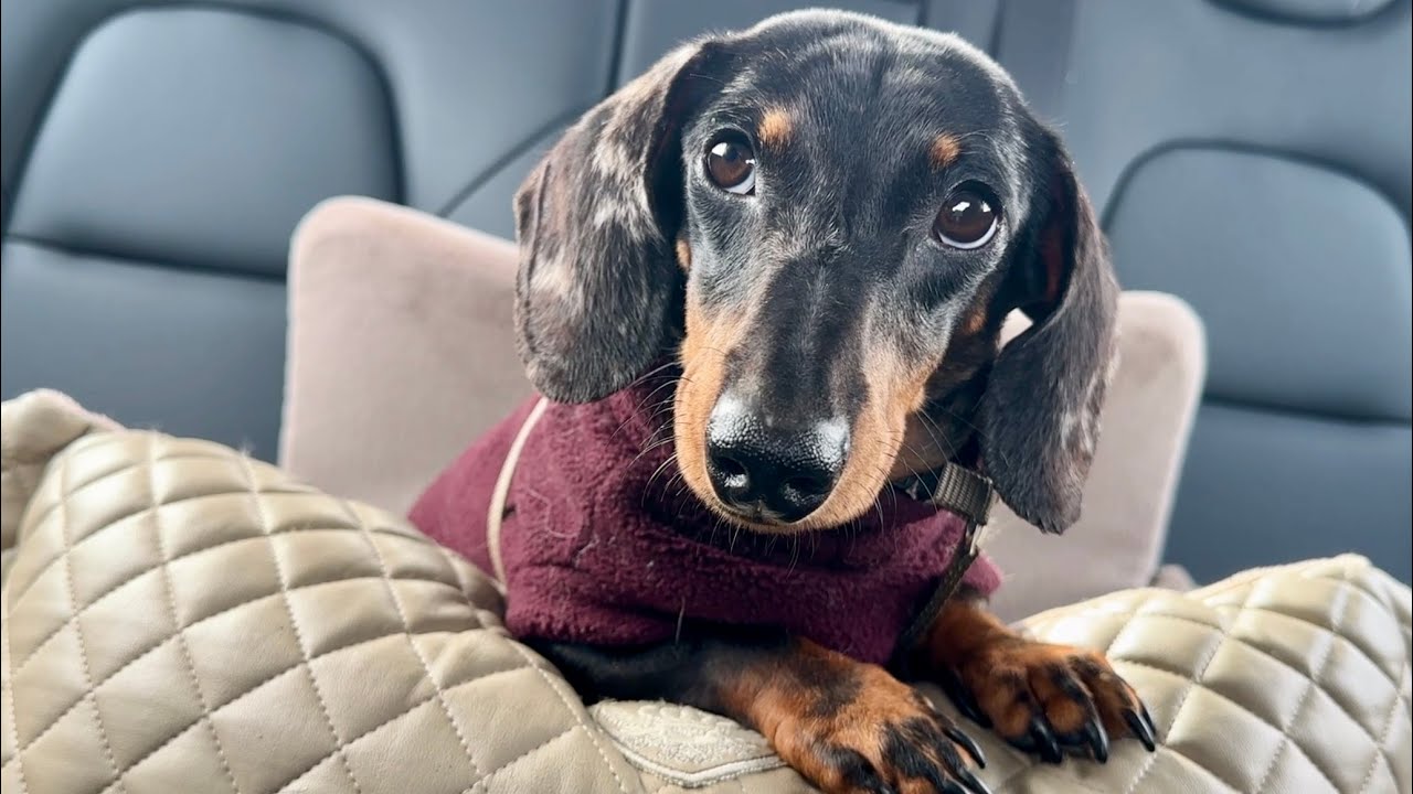 WHAT HAPPENS WHEN MINI DACHSHUND TAKES A RIDE IN THE CAR ?