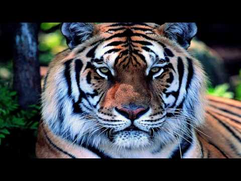 Eye of tiger.wmv