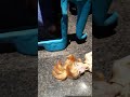 IHatch Chicks ICarly Season 1 Episode 16 Part 2