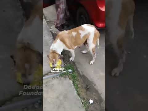 Dodaden Mass Feeding Program