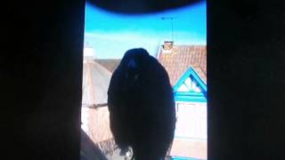 Like A Bird ♪~♫ Black Label Society