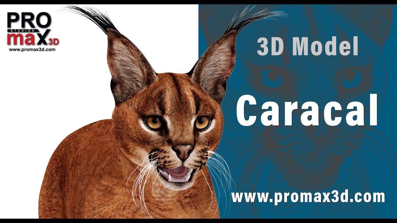 Karakal 3D Modell