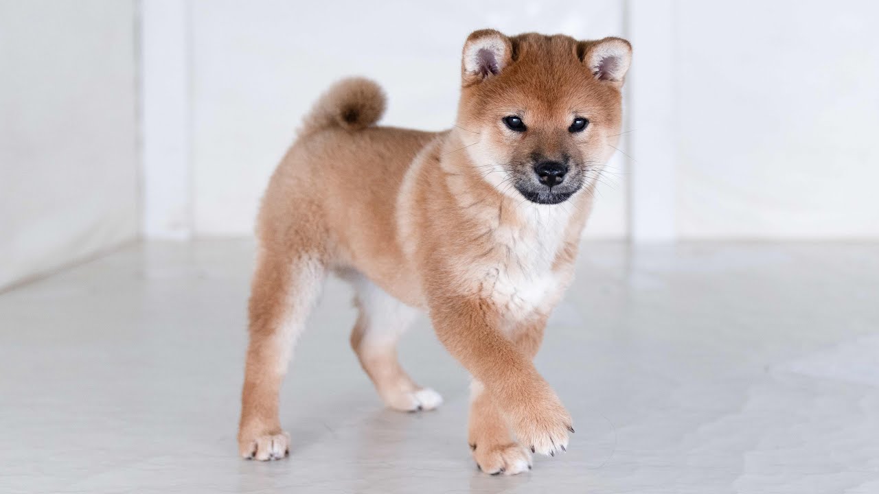 ID4607赤♀ shiba inu puppy  red female