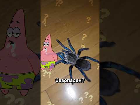 Этот паук ТОЧНО безопасен?? 😱🕷️ #мир #факт #эстетика #паук #юмор