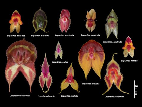A New Year’s Orchid Project, Creating a Lepanthes Mega Composite, December 31, 2025