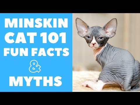 Minskin Cats 101 : Fun Facts & Myths