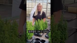 '이것'까지 자동화시킨 네덜란드 농업 클라스 #Shorts