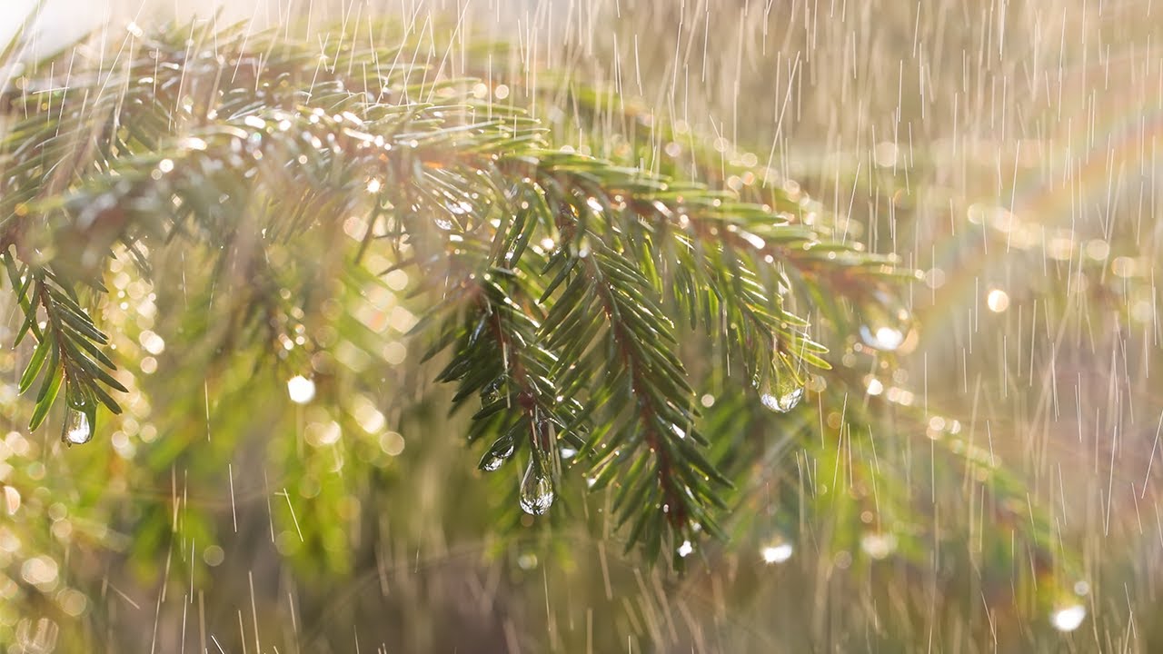 【癒しの雨音 ASMR/雨の降る和室/雨の降る音】 ピアノ音楽と雨の音は、ストレスや疲労を軽減し、長い一日の仕事の後に深くリラックスするのに役立ちます。