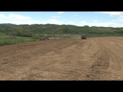 KRAJISKA ZEMLJA : IZDVOJENO - ERMIN VELADŽIĆ ZASIJAO KUKURUZ NA POVRŠINI OD 40 HEKTARA