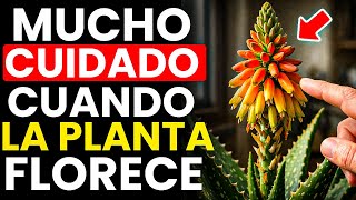 El MISTERIO del Por Qué FLORECE Tu Planta de Aloe Vera - Sabiduría Budista 