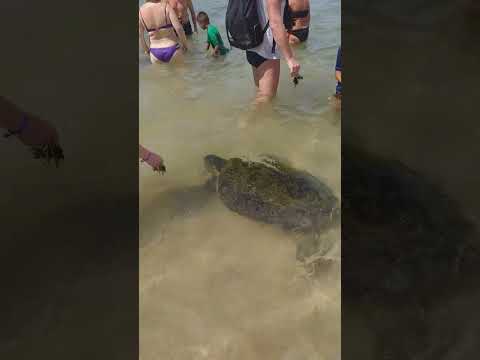 turtle beach hikkaduwa ..❤️❤️❤️🇱🇰🇱🇰🇱🇰🇱🇰🇱🇰