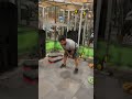 Hamstring