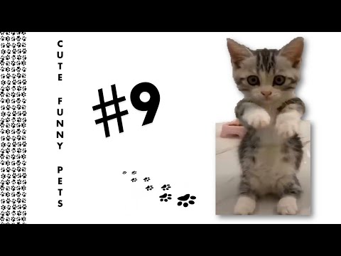 Funny Cute Pets-My Life By-Akila-Funny Cracks # 9