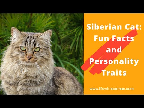 Siberian Cat: Fun Facts and Personality Traits @Life with Catman