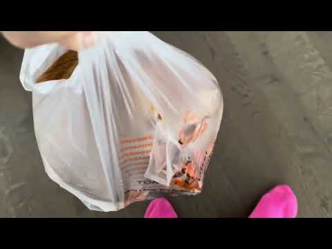 Curious Cat Kumi Gets Inside a Plastic Bag! 🐱🎭