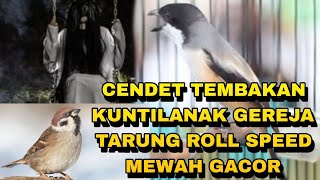 Download lagu Cendet suara gereja tarung sambung kunti gacor panjang keras powernya_ @sultanakbar mp3