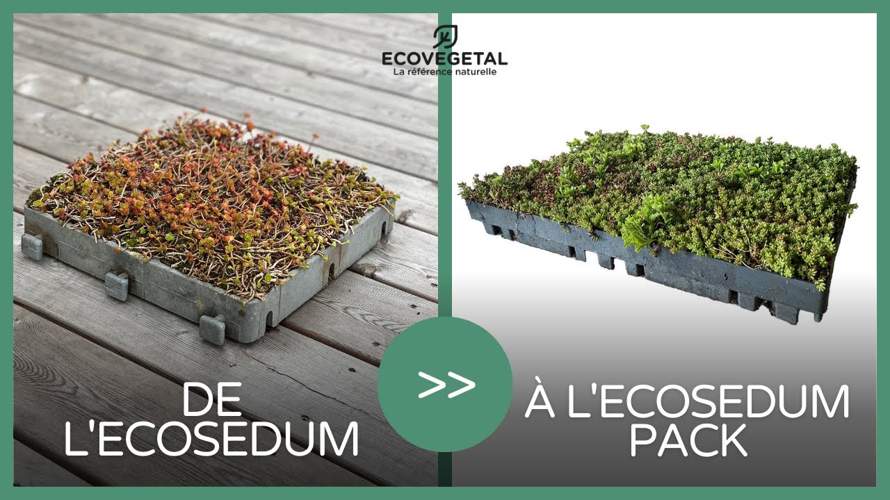 ECOSEDUM PACK