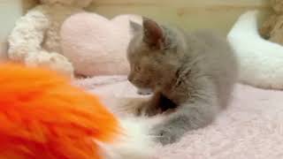 ブリティッシュショートヘアの動画01