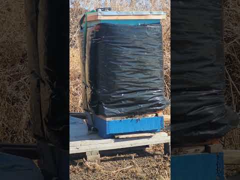 23 March 2023 - very happy they all well....my secret might be a good one 👍 😀 😉