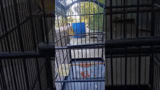 Download lagu CJ KENJI (ADY JENGGOT)BALI mp3 Download lagu CJ KENJI (ADY JENGGOT)BALI mp3