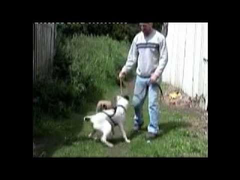 alaskan husky  pups,haw willy.part 1.