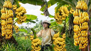 Harvesting BIG BUNCH OF BANANAS & PAPAYA - Goes To The Market Sell / Making garden & Cooking