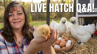 Top Tips for Hatching Baby Chickens (Beginner Guide)