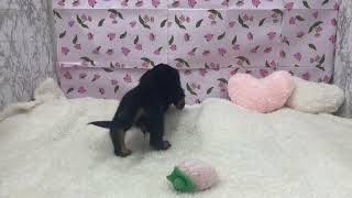 ミニチュアダックスの動画01