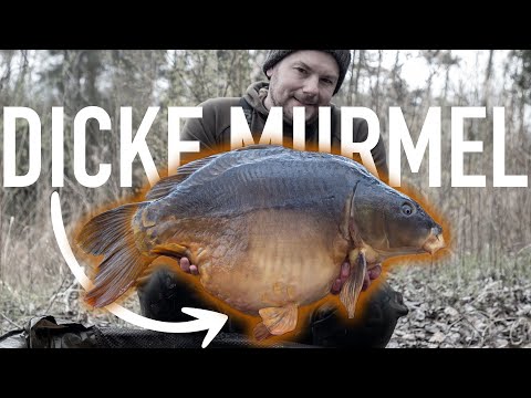 Big marble 🎱 at a new lake - 🎣 Carp fishing with Tobias Pfliegel