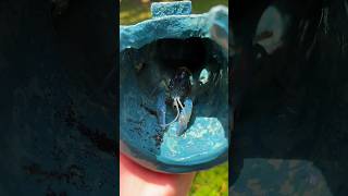 THE ODDS OF THIS CRAWFISH EXISTING IS .0