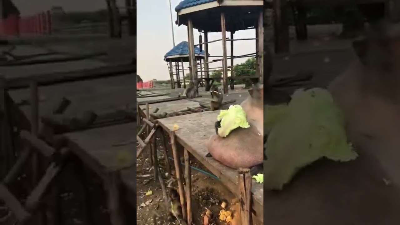 Macaco obeso 😨 #humor