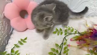 マンチカンの動画01