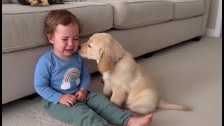 The Dog Kept Pushing The Toddler Down. When The Vet Saw Why, The Parents Cried